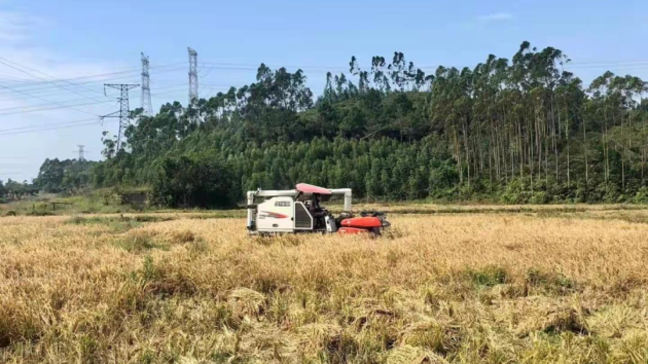 鹽鹼地變良田 海水稻東博會上受熱捧