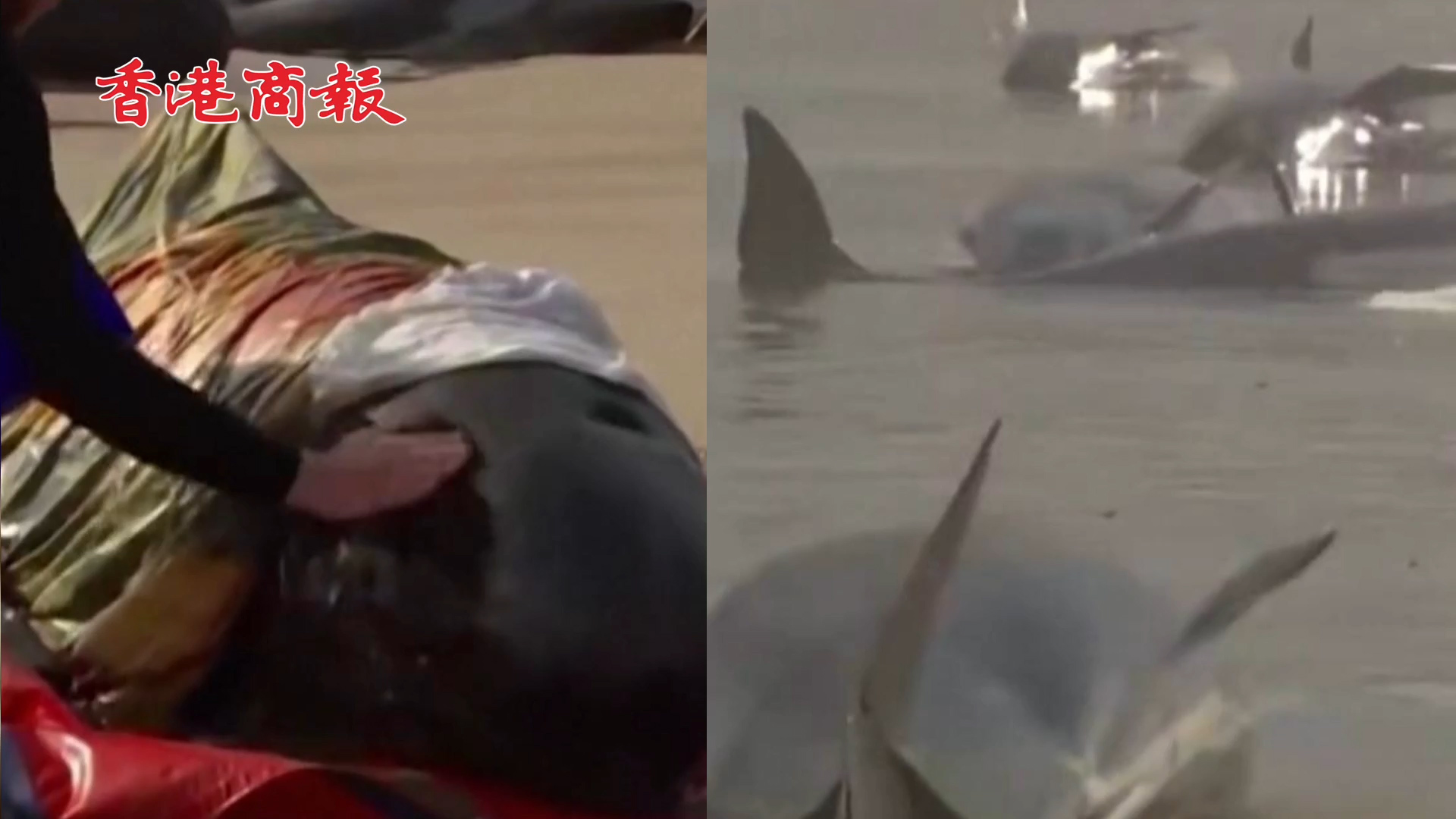 有片 |  約230頭鯨魚在澳大利亞擱淺 民眾蓋毛巾澆水營救