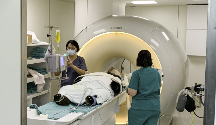 大陸贈台大熊貓「團團」腦部出現病變