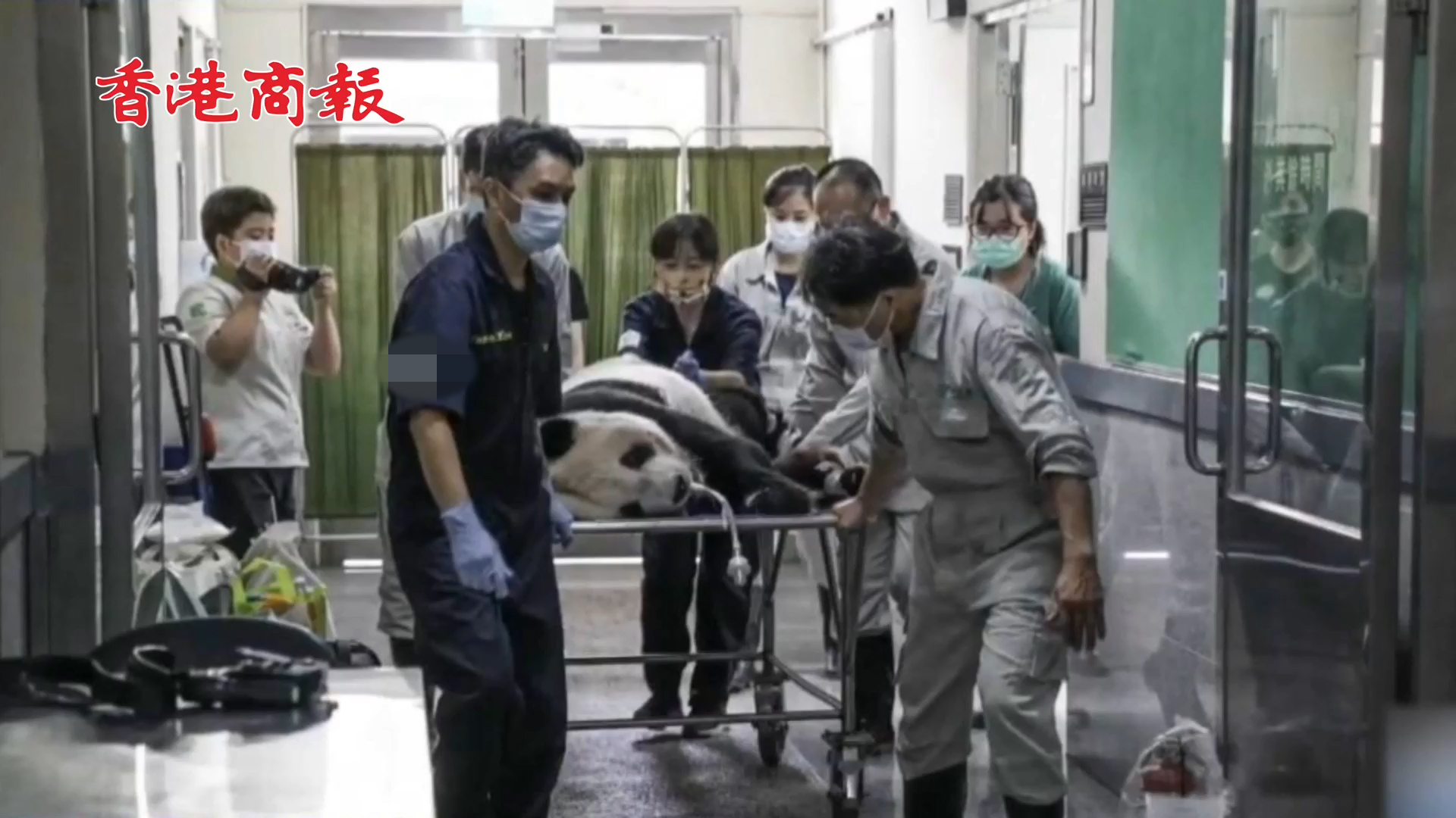 有片 |  大陸贈台大熊貓團團腦部病變 台北市動物園：狀況穩定，正投餵抗癲癇藥