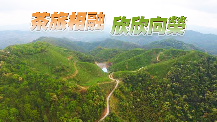 河源紫金 「小茶葉」榮獲「大滿貫」 「六色」旅遊邀客來