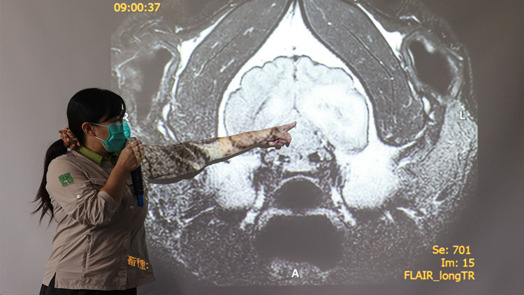 贈台大熊貓「團團」證實患腦病變 國台辦：大陸專家十分關切