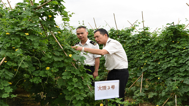 廣州海關保障國慶假期港澳市民「菜籃子」安全穩定供應