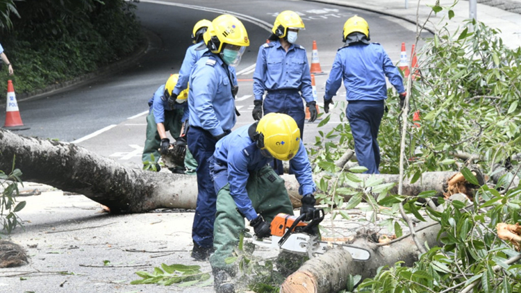 中環律政中心對開10米大樹倒塌 幸無人受傷