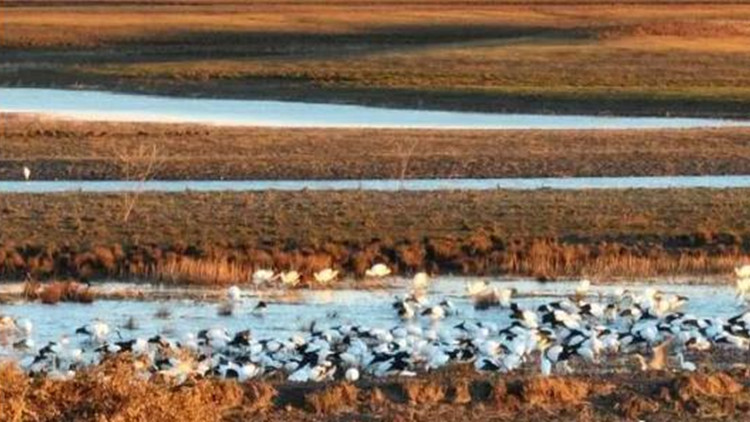 瀕危東方白鸛「組團」返故土 吉林西部發現近2000隻