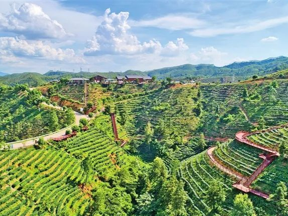 「紅+綠」調出鄉村振興底色 深圳龍華對口幫扶河源紫金成效顯著