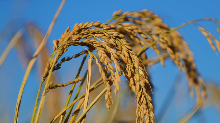 管「飽」更要管「好」 二十大報告透露中國「大食物觀」