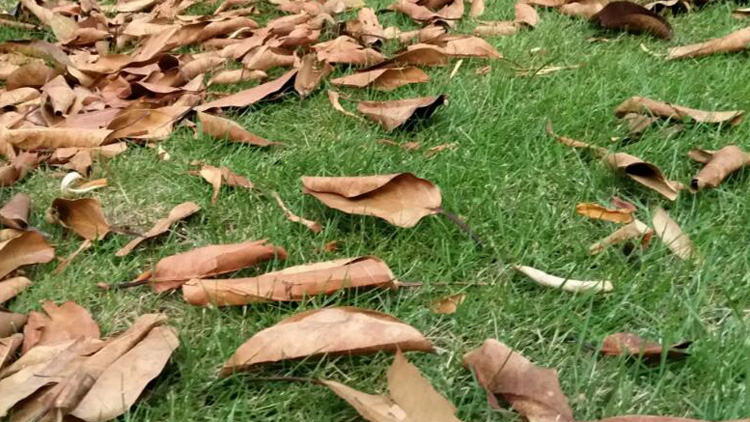 官宣！深圳已於11月1日入秋