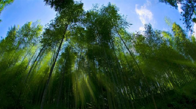 廣東力爭到2025年竹產業綜合產值達600億元