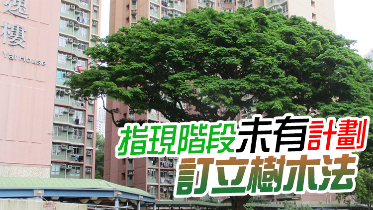 近期發生多宗塌樹意外 發展局：會聚焦檢視樹木管理實際操作
