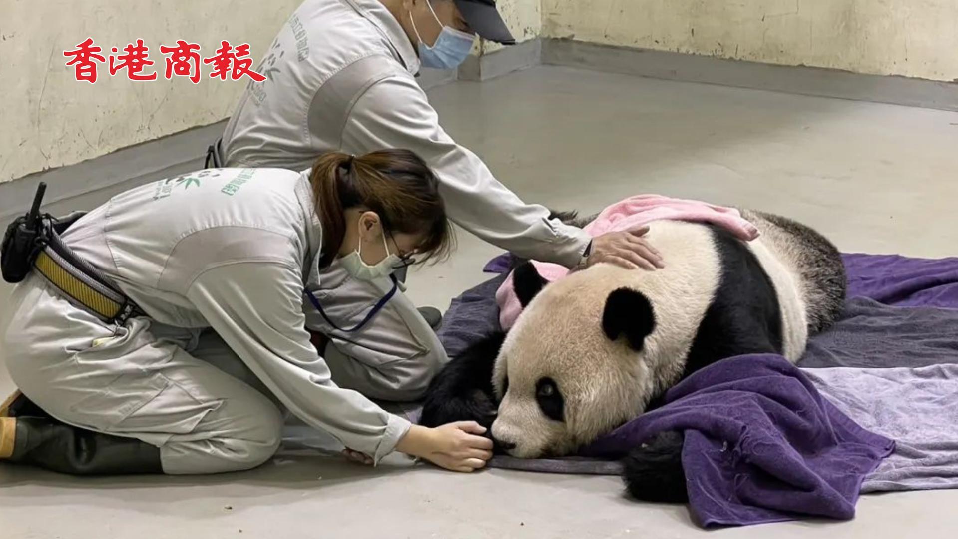 有片｜贈台大熊貓「團團」因癲癇復發離世