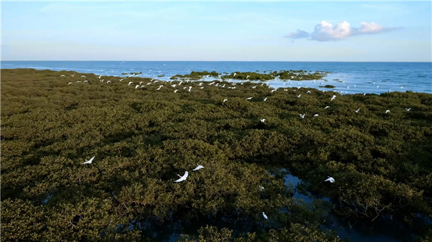 有片 | 廣西北部灣：海天一色  白鷺齊飛