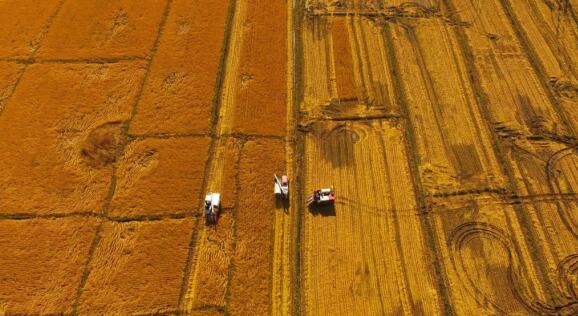 如何界定優質稻米？品種、環境因素影響大！