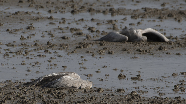 內地1女子感染甲流離世 衛生署籲外遊期間保持衛生