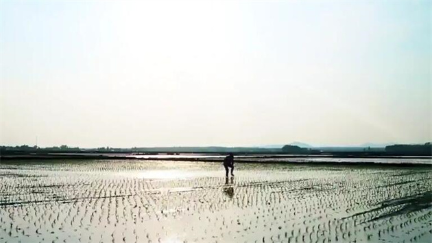 有片丨吉林新農人的大米人生