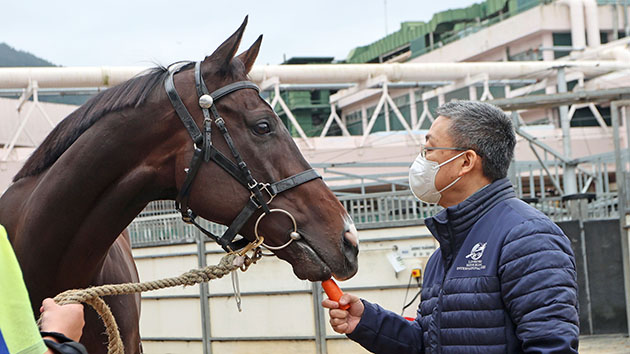 香港馬王「金鎗六十」周日出戰 期望再次為港爭光