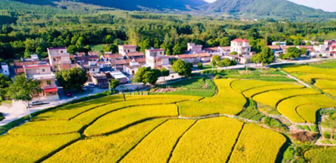 【經濟觀察】中國出台鄉村振興責任制 如何「護航」鄉村振興？