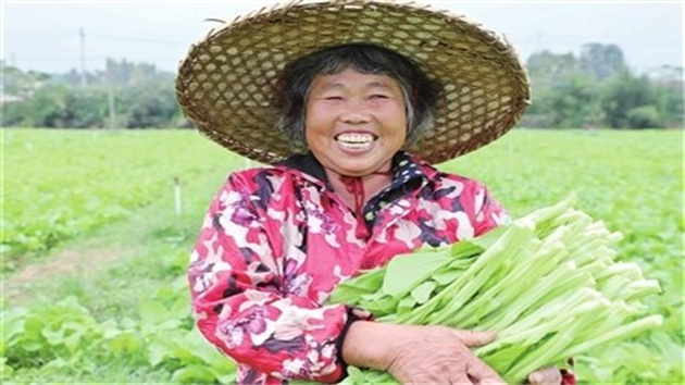 河源龍川優質蔬菜奔向大灣區餐桌 豐富香港市民的「菜籃子」