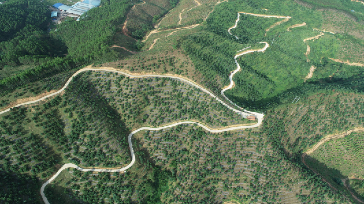 桂天峨：做實「林長制」  寫好「綠文章」