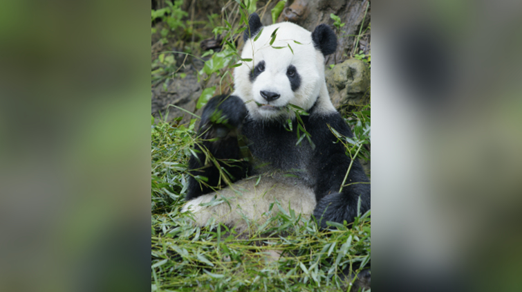 大熊貓「團團」病理解剖報告出爐 原發性腦瘤為主因