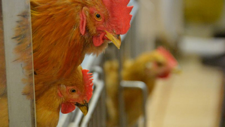 本港暫停進口墨西哥和日本部分地區禽肉及禽類產品