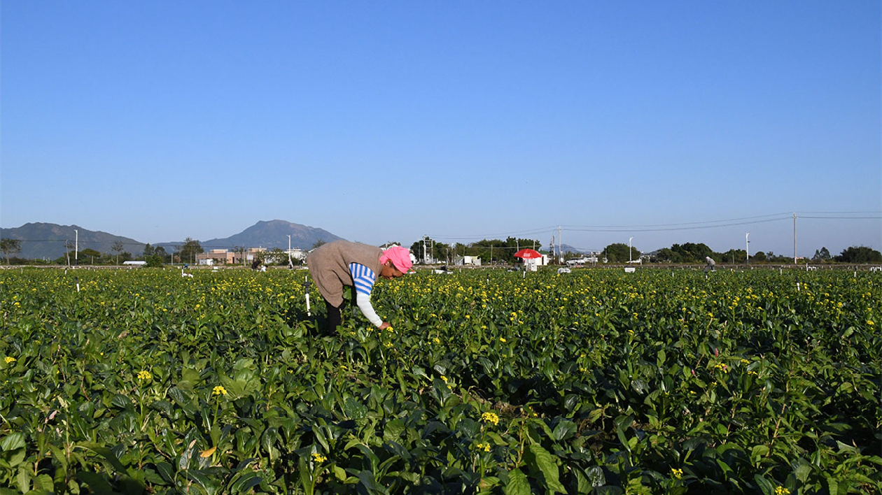 汕尾海豐優質蔬菜豐富粵港澳大灣區「菜籃子」