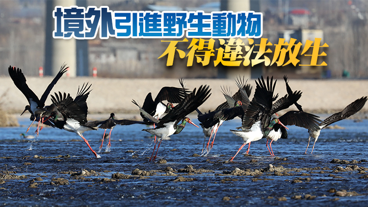 野生動物保護法修訂草案三審 進一步完善外來物種防控措施