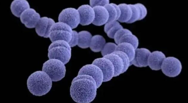 A型鏈球菌已造成英國蘇格蘭地區7人死亡