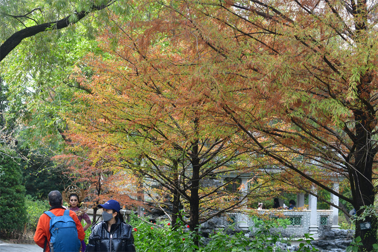 圖集｜新年伊始紅葉處處  荔枝角落葉飄飄