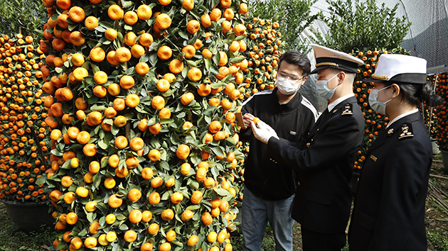 深圳海關多舉措保障蔬菜及年貨供港