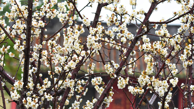 圖集｜元朗白梅花滿枝頭 吸引不少「龍友」打卡