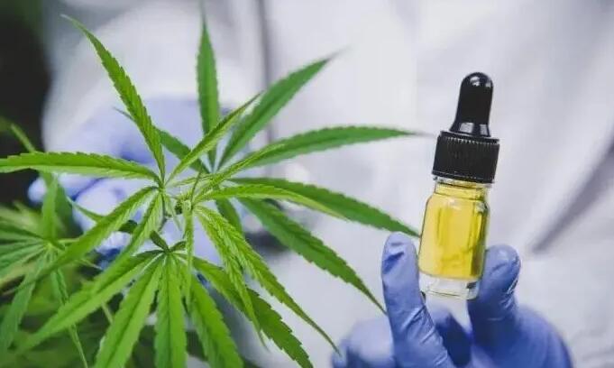 港府提醒市民2月1日前妥善處理大麻二酚(CBD)產品