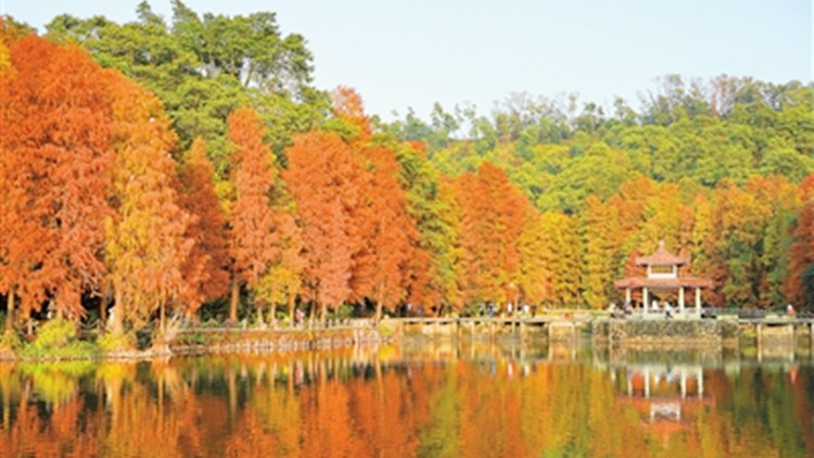 深圳仙湖植物園發布2023年春節購票及遊園指引
