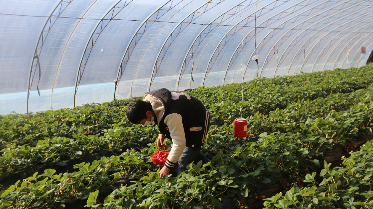 山西晉源：小草莓成就大產業