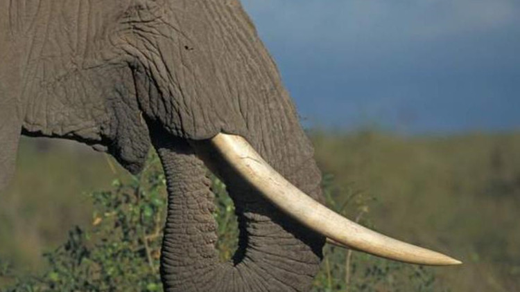 台灣曝象牙交易案  輿論譴責「開動物保護倒車」
