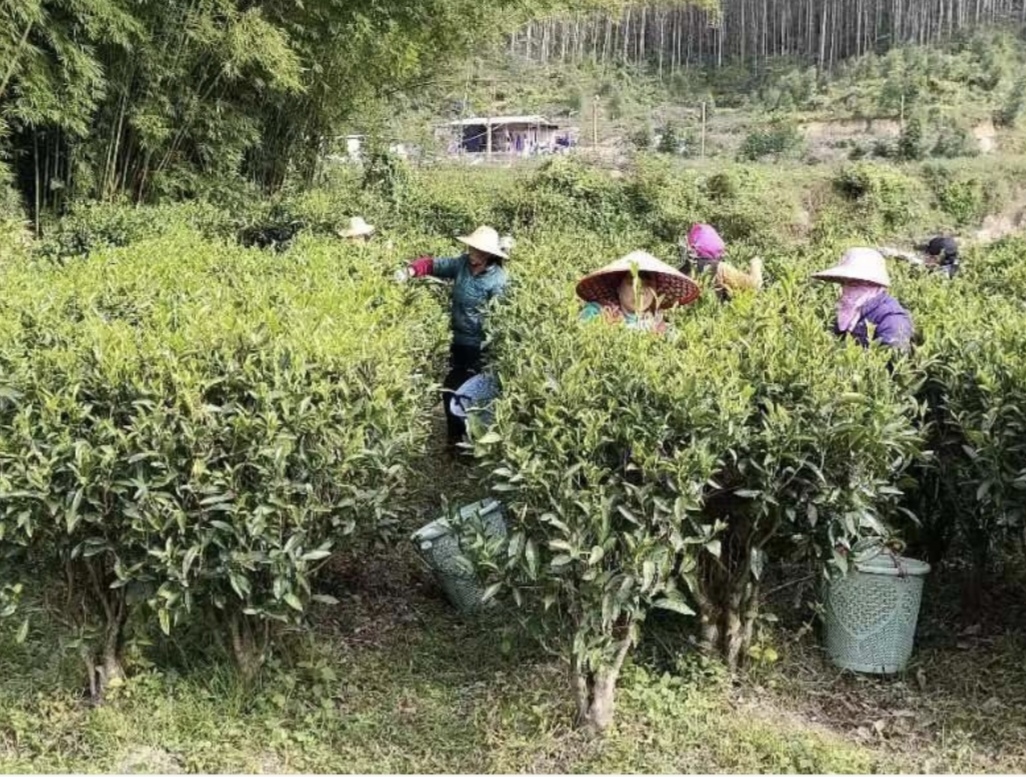 汕尾海豐一茶企斬獲「中國首屆鬥茶大賽」金獎