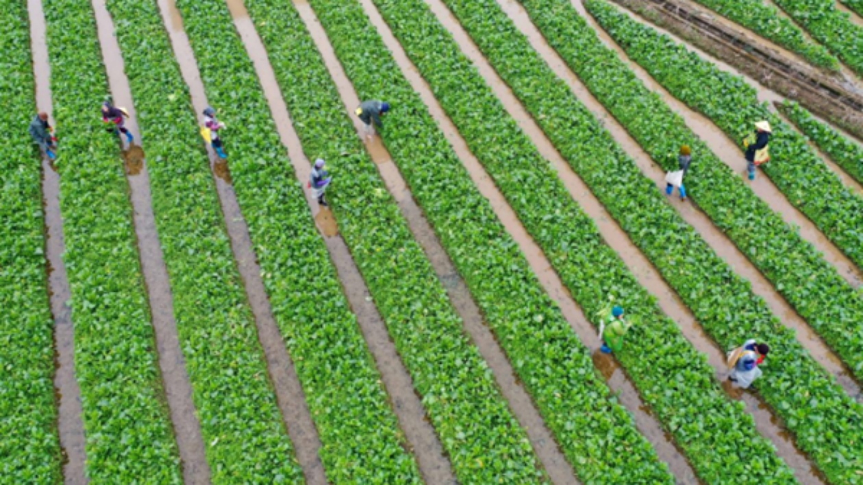 江華：26.8萬噸蔬菜出口豐富老百姓的「菜籃子」