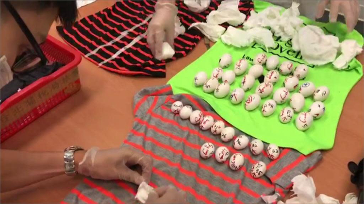 涉走私62隻瀕危鸚鵡蛋及剛孵化雛鳥  男子被判囚16個月