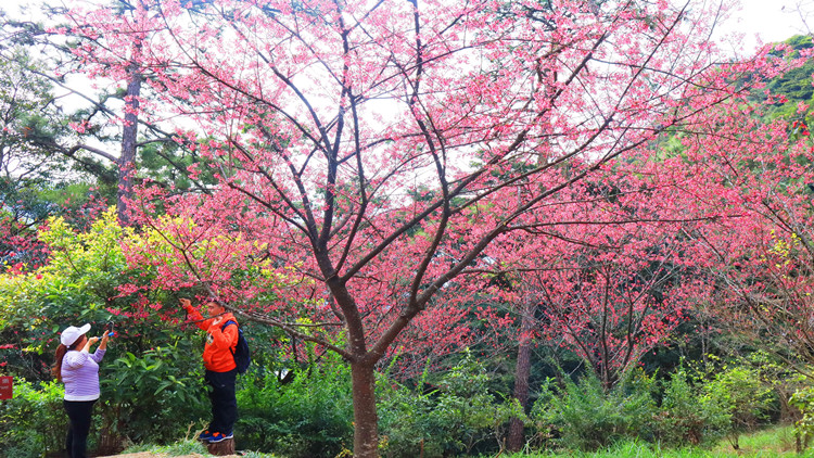 圖集 | 鐘花櫻桃乘春綻放 嘉道理農場內爭艷
