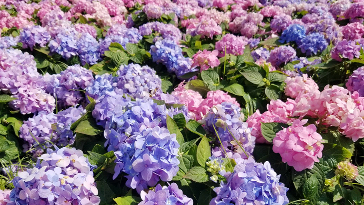 香港花卉展3月10日至19日維園舉行 主題花為繡球花