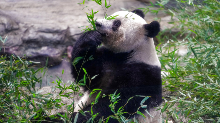 旅日大熊貓回國 駐日使館發言人：感謝最萌「友好使者」