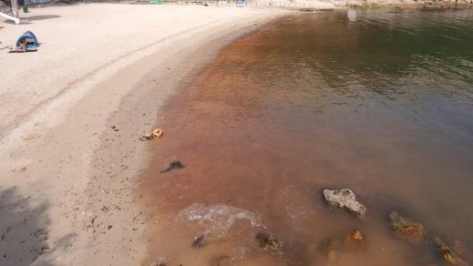 坪洲公眾碼頭20日發現一宗紅潮 目前已經消退