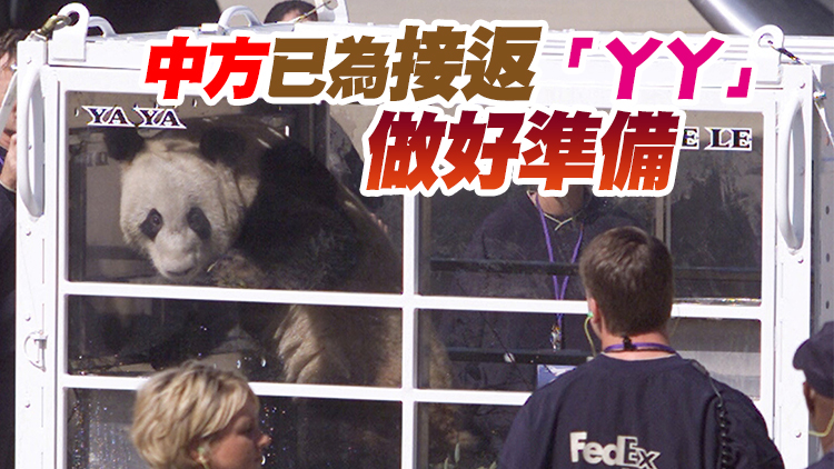 大熊貓「樂樂」死因初步確定為心臟病變