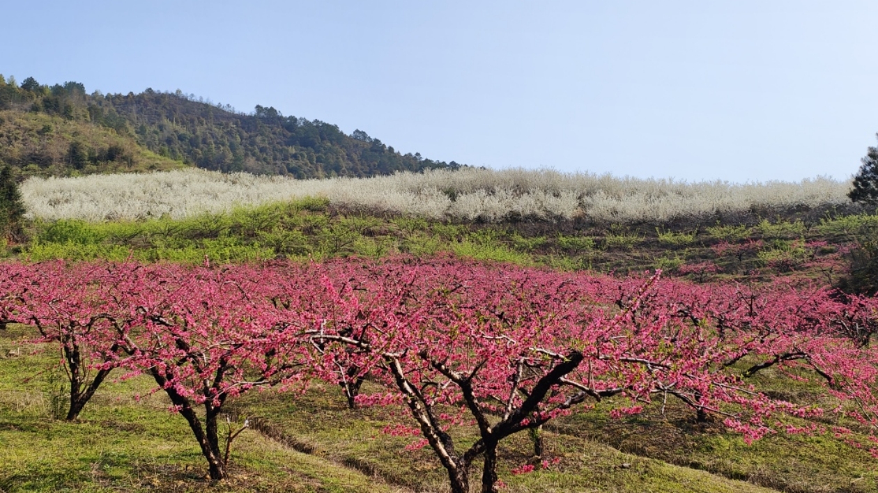 桃紅李白新秧綠 春風不醉遊人醉