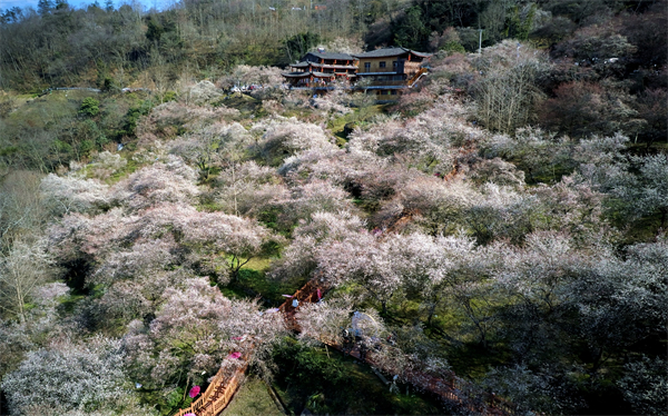 四川平武以「梅」景變「錢景」 繪就鄉村振興新畫卷