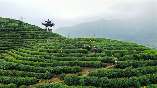 「樂遊黃山悅享太平」  黃山腳下春之約請轉發