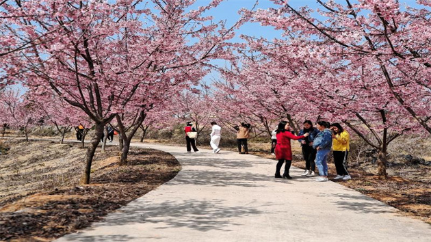 廣東南雄櫻花迎春綻放 引遊客赴浪漫之約