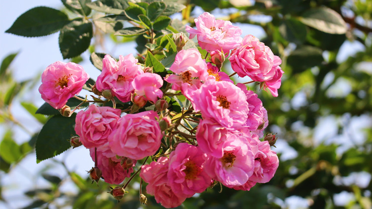 圖集 | 深圳月季花展揭幕 賞百花盛開好時節