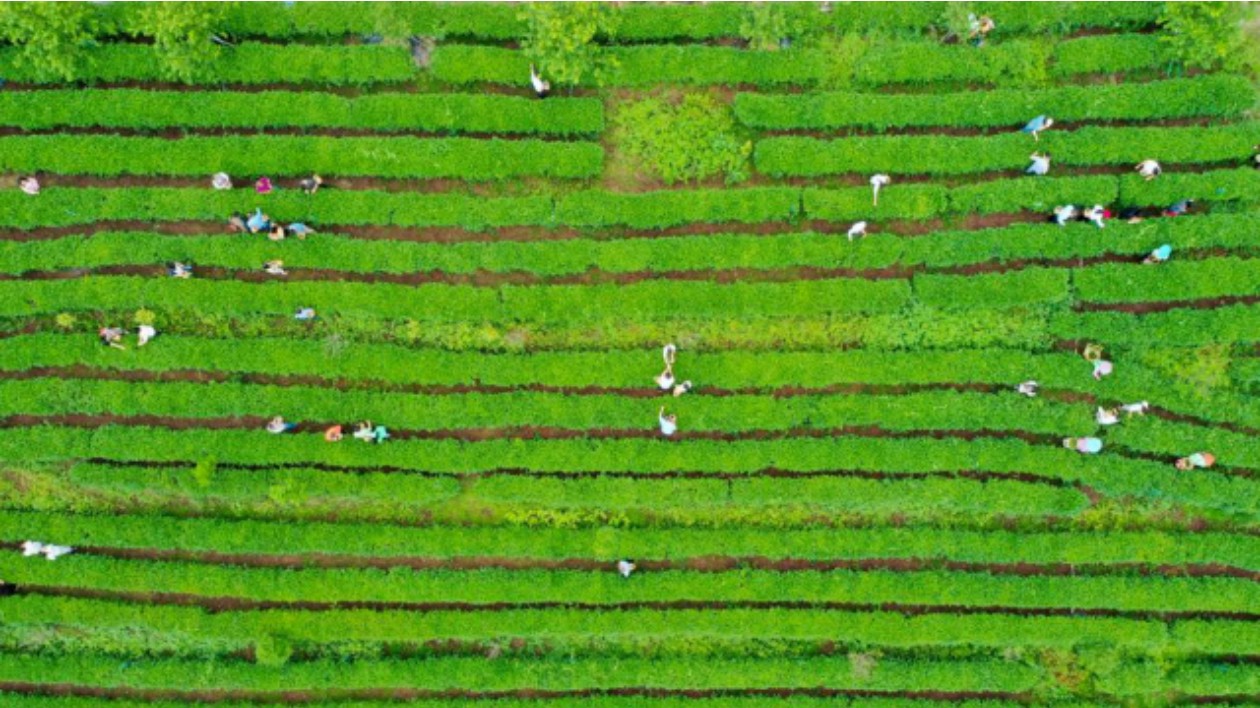春分時節江門開平春茶開採