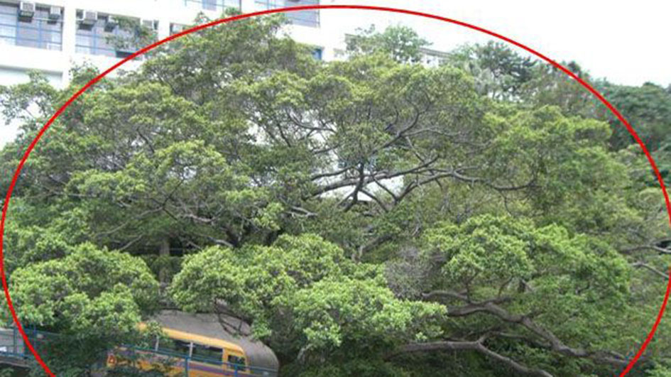 皇后大道東11米古樹染病 有倒塌風險須緊急移除